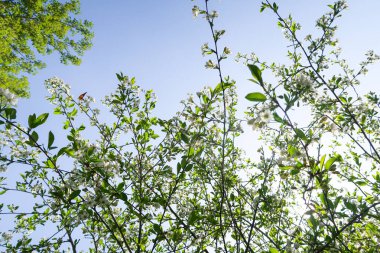 Mavi gökyüzüne karşı elma kiraz beyaz çiçekler. Doğa bahar.