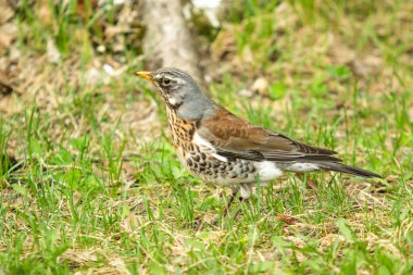 Yeşil çim içinde Song Thrush. Doğa kuşlar WESTA.