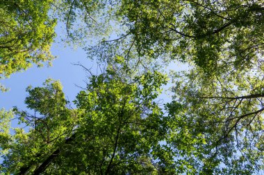 Mavi gökyüzü, bahar doğa karşı aşağıda ağaçlar görünümü yeşil yaprakları.