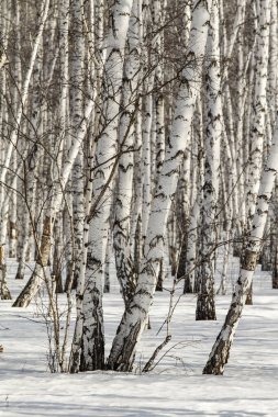 Huş ağacı orman kış manzarası.