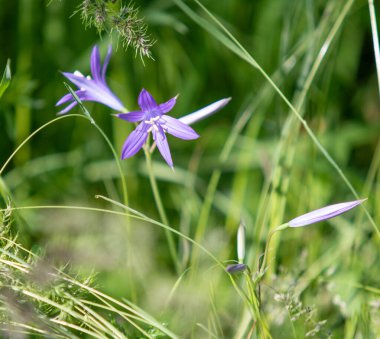 Yeşil çim mavi çiçek Campanula.