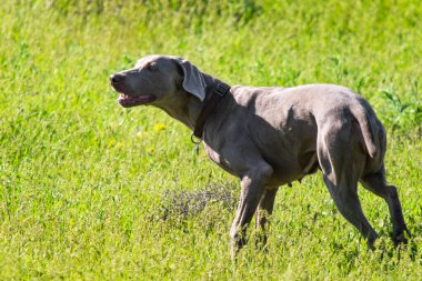 Avcılık Köpek av, yeşil çim, bahar manzara arayışı çalışır.