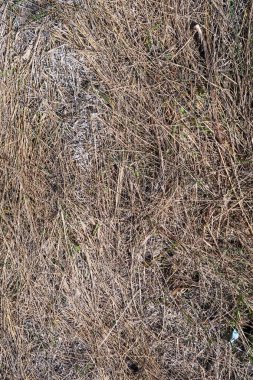 Kuru çim bahar manzara arka plan.