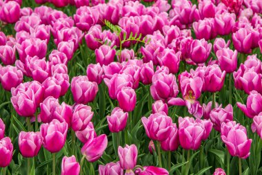 Çiçekler yeşil bir tarlada mor laleler, çiçek tarlaları.