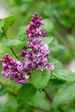 mor çiçekler leylak, bahar doğası