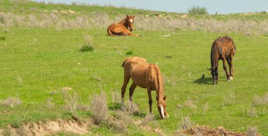 At yeşil bir çayır üzerinde yaz aylarında Otlanmış.