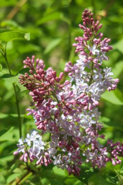 Ağaç Lila, yeşil yaprakları mor çiçekler, bahar manzara.