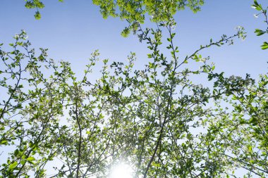 Mavi gökyüzüne karşı elma kiraz beyaz çiçekler. Doğa bahar.