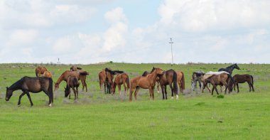 At yeşil bir çayır üzerinde yaz aylarında Otlanmış.