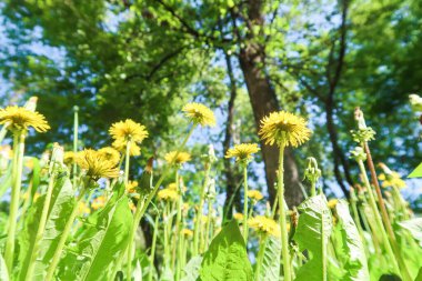 Gökyüzü parkında yeşil çimlerde sarı karahindiba çiçekleri