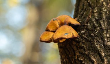 Sonbahar manzarası, eski bir kütükteki mantarlar..