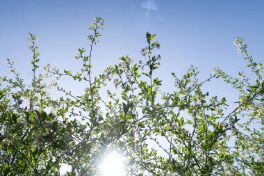 Mavi gökyüzüne karşı elma kiraz beyaz çiçekler. Doğa bahar.