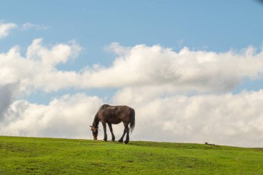 Mavi gökyüzüne karşı yeşil çayırdaki at