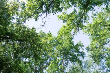 Mavi gökyüzü, bahar doğa karşı aşağıda ağaçlar görünümü yeşil yaprakları.