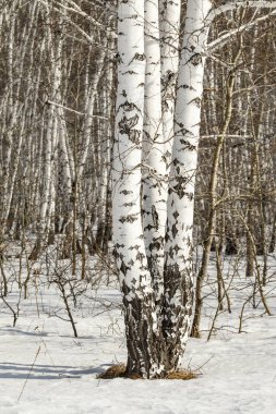 Huş ağacı orman kış manzarası.