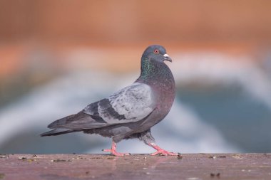 Vahşi gri mavi yakın yukarı, bulanık bir arka planda oturuyor.