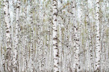 Beyaz huş ağaçları orman arka plan, bahar.