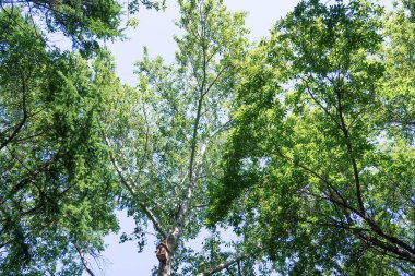 Mavi gökyüzü, bahar doğa karşı aşağıda ağaçlar görünümü yeşil yaprakları.