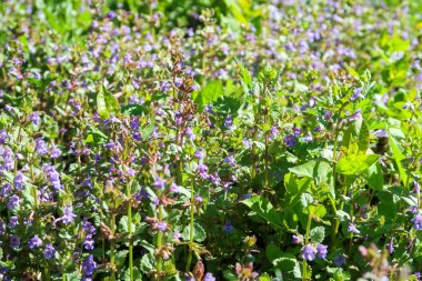Yeşil çim kokulu nane mor çiçekler.