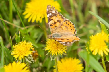 A burdock butterfly from the family Nymphalidae, sits on a flower of a yellow dandelion in woolen grass. clipart