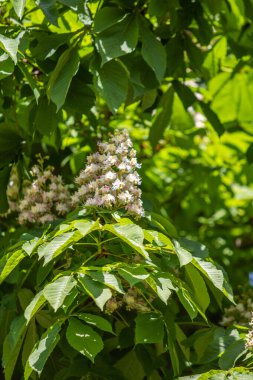 Yeşil yeşillik ile beyaz kestane çiçekleri.