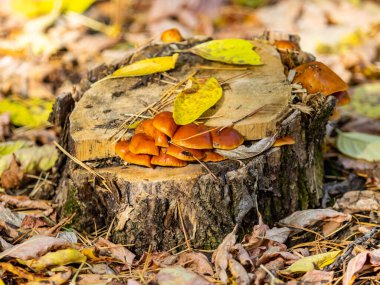 Sonbahar manzarası, eski bir kütükteki mantarlar..