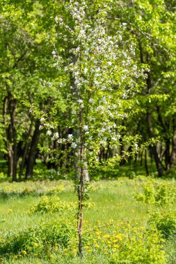 Çiçeklenme elma bahçesi. Elma ağaçları beyaz çiçekler, yeşil yaprakları yakın.