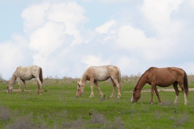 At yeşil bir çayır üzerinde yaz aylarında Otlanmış.