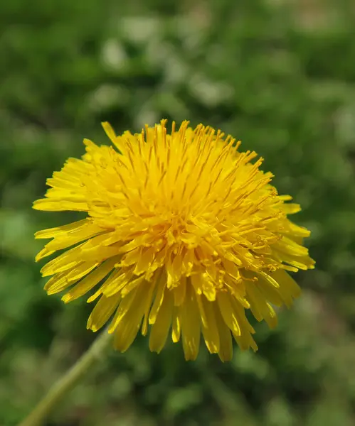 Flor Diente León Amarillo Sobre Fondo Borroso Verde — Foto de Stock