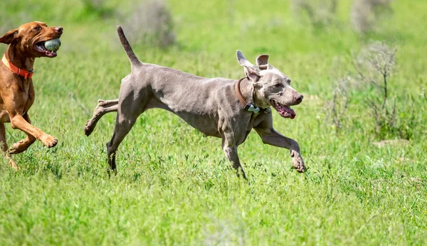 犬狩り 自然緑のフィールド夏 — ストック写真