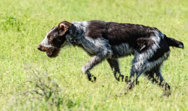 Caccia Cani Natura Campo Verde Estate — Foto Stock