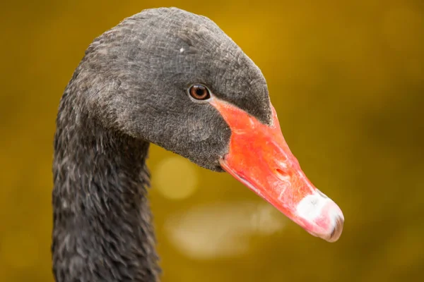 Svart Svan Simmar Vattnet Sommar Dammen — Stockfoto