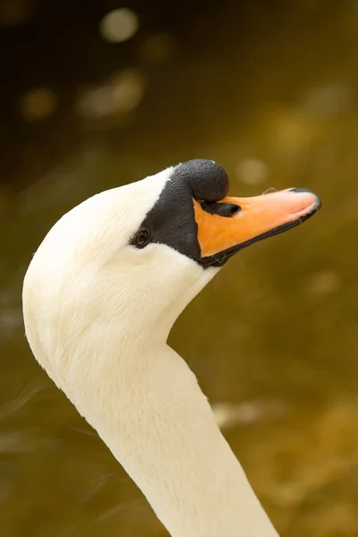 Cisne Blanco Cerca Retrato Naturaleza —  Fotos de Stock