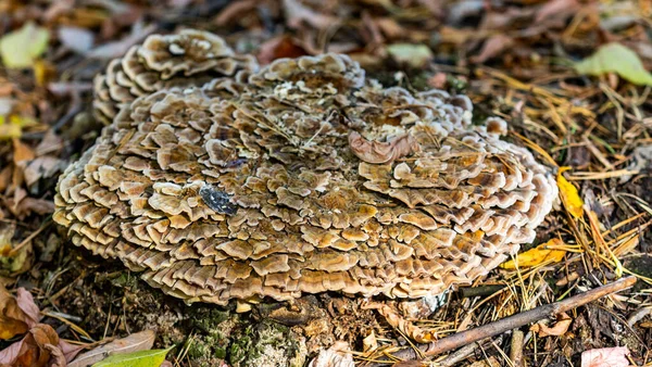 Őszi Táj Gomba Egy Öreg Csonkon — Stock Fotó