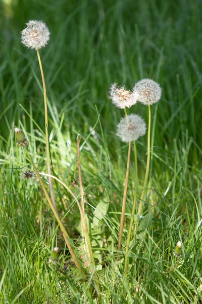 Bianco Morbido Fiore Tarassaco Uno Sfondo Sfocato — Foto Stock