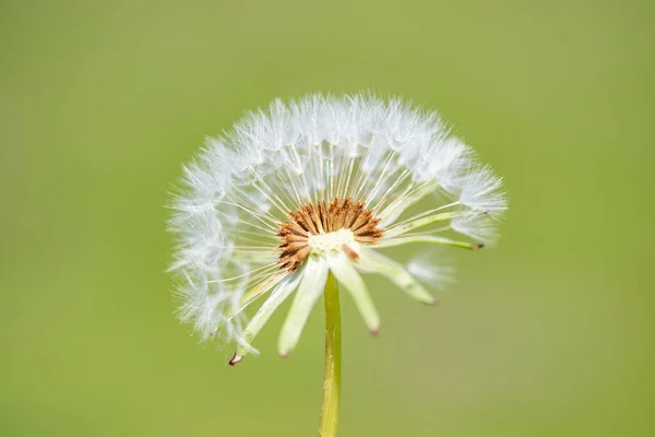 White Fluffy Dandelion Flower Blurred Background — Stock Photo, Image