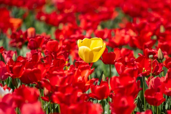 Bright Tulip Flowers Field Nature — Stock Photo, Image