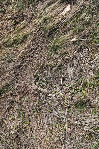 Dry Grass Spring Landscape Background — Stock Photo, Image