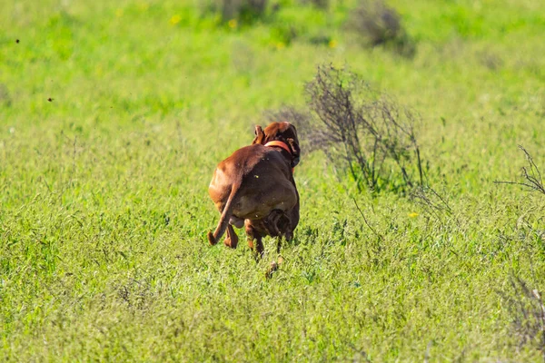 Jakt Hund Kör Jakt Efter Bytes Djur Grönt Gräs Vårlandskap — Stockfoto