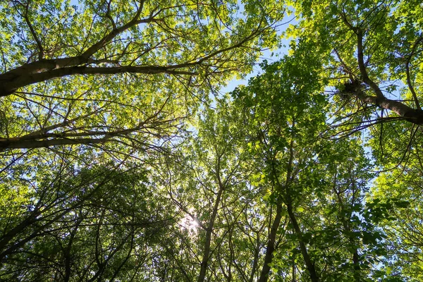 Зеленые Листья Деревьев Вид Снизу Голубое Небо Весна Природа — стоковое фото
