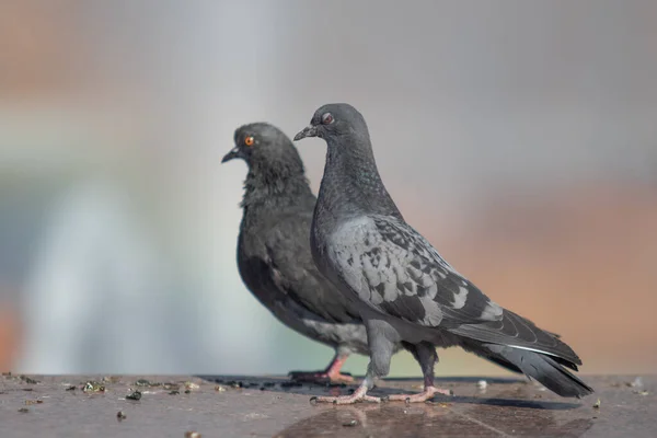 Wilde Taube Sitzt Verschwommener Hintergrund Sommerliche Natur — Stockfoto