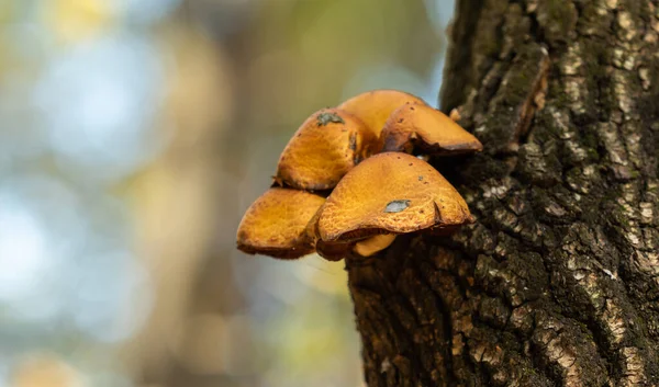 Sonbahar manzarası, eski bir kütükteki mantarlar..