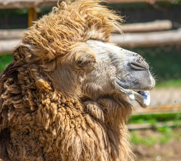 Cabeça Camelo Cinza Moscas Nariz Natureza — Fotografia de Stock