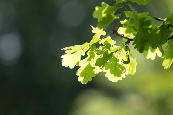 Foglia Verde Albero Con Bagliore Solare Sull Albero Primo Piano — Foto Stock