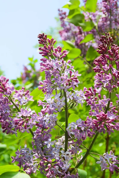 Flowers purple lilac, nature garden.