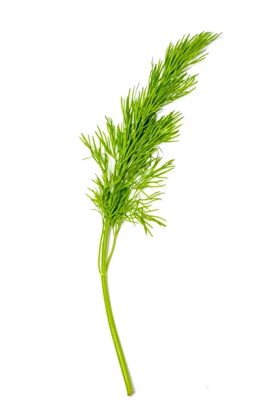 Dill Laitue Fraîche Branches Vertes Aneth Isolées Sur Fond Blanc — Photo