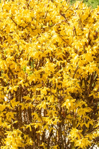 Växt Blommor Gul Mimosa Närbild — Stockfoto