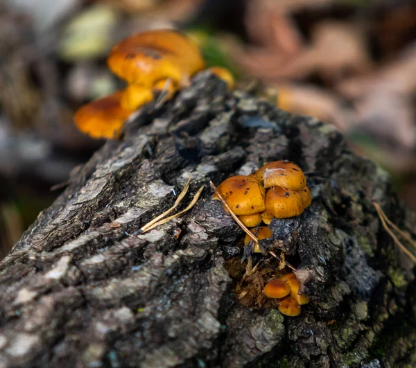 Paysage Automne Champignons Sur Une Vieille Souche — Photo