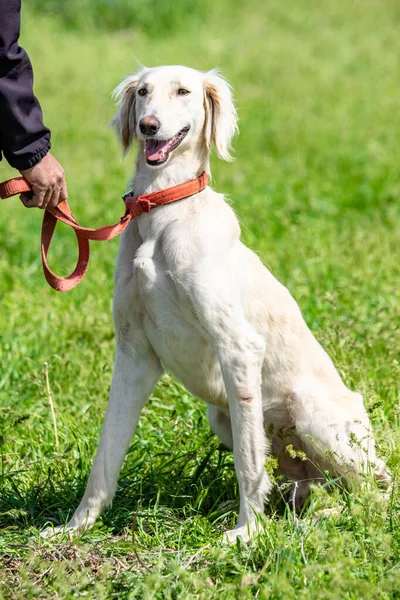 Pies Polowania Natura Zielone Pole Lato — Zdjęcie stockowe