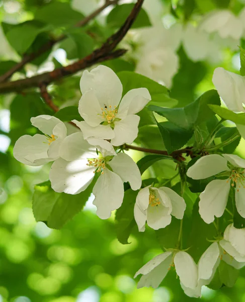 Bílé Květiny Jablečné Třešně Proti Modrému Nebi Příroda Jarní — Stock fotografie